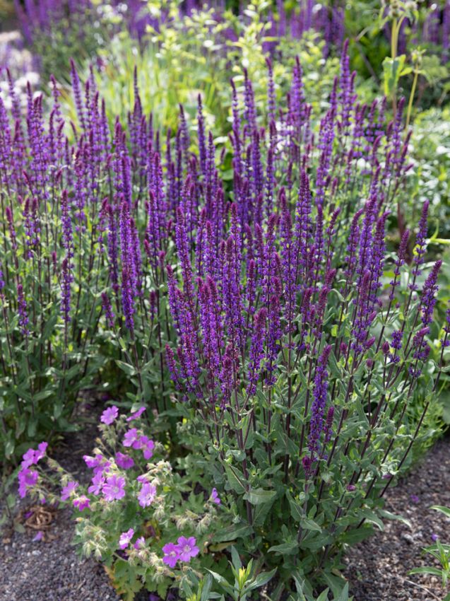 Salvia 'Nemorosa Caradonna' - Salbei