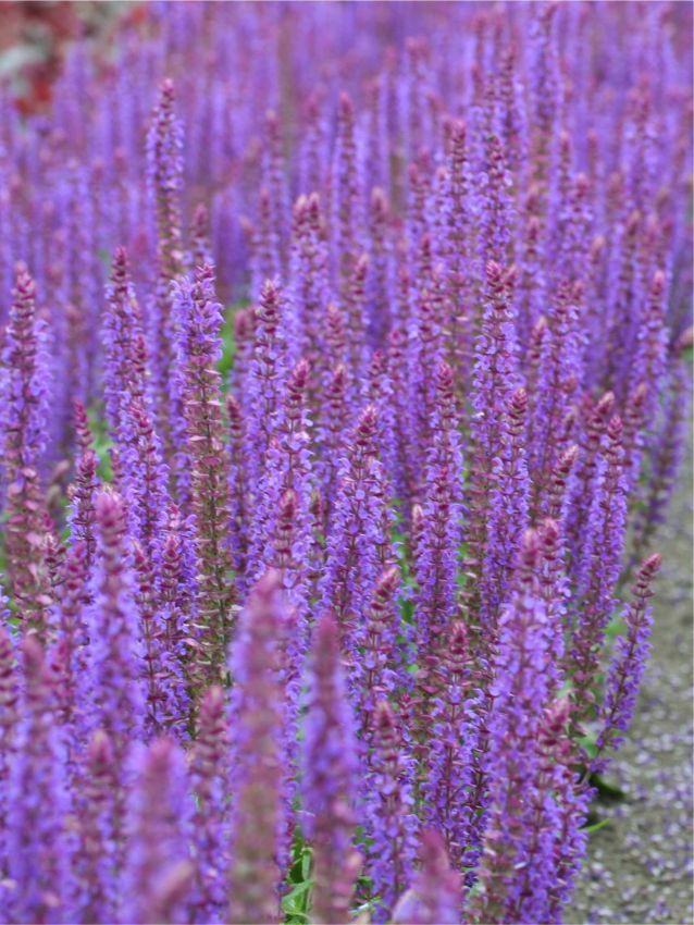 Salvia 'Nemorosa Ostfriesland' - Salbei