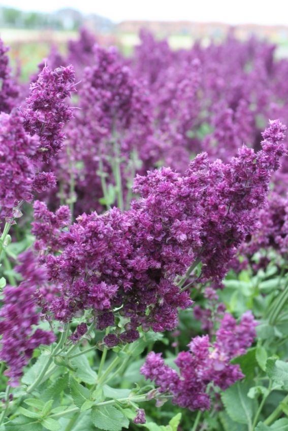 Salbei Salvia nemorosa plumosa