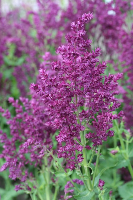 Salvia 'Nemorosa Schwellenburg' - Salbei