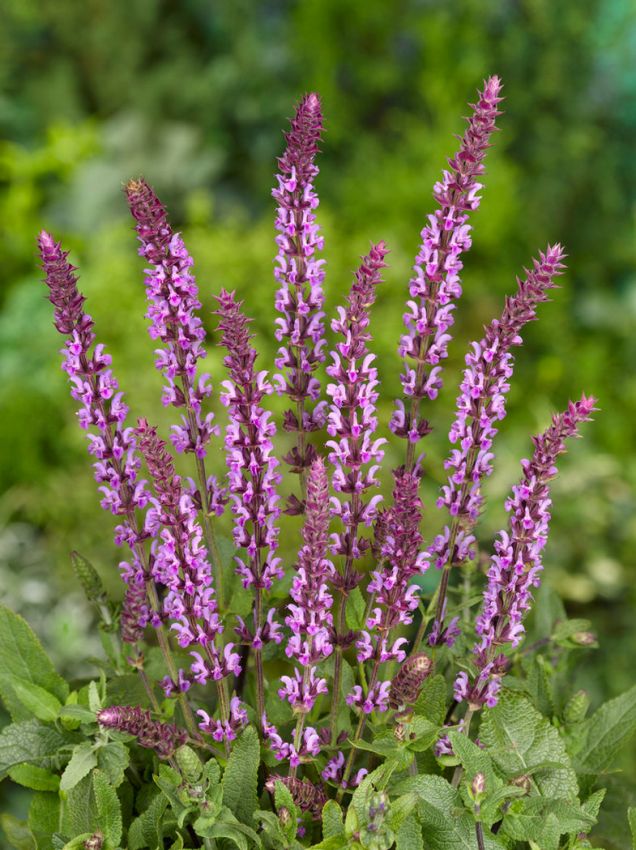 Salbei Salvia nemorosa new dimension rose