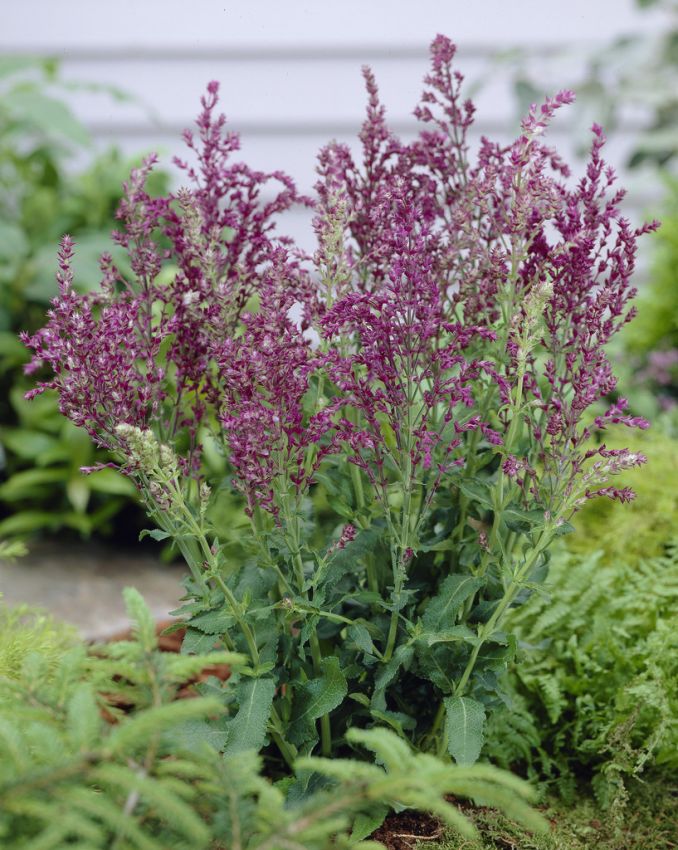 Salbei Salvia nemorosa schwellenburg