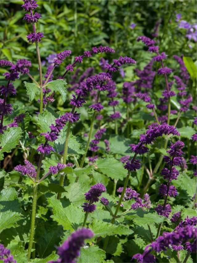Salvia 'Purple Rain Verticillata' - Salbei