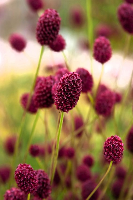 Sanguisorba 'Officinalis' - Wiesenknopf