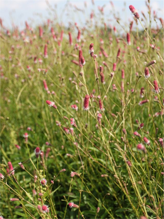 Stauden Sanguisorba pink tanna officinalis