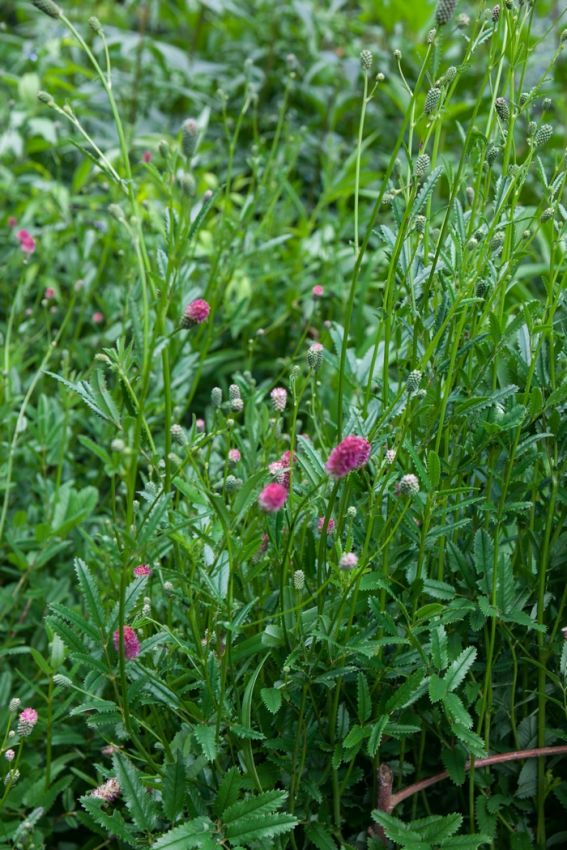 Stauden Sanguisorba tanna officinalis