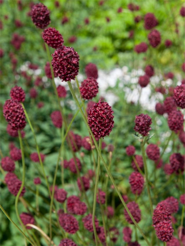 Stauden Sanguisorba officinalis
