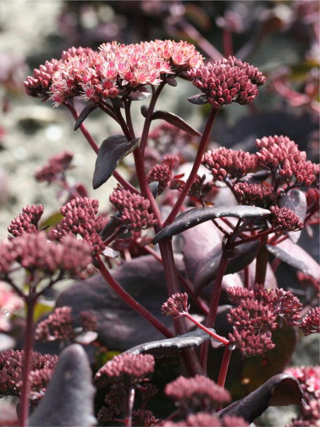 Mauerpfeffer Sedum purple emperor