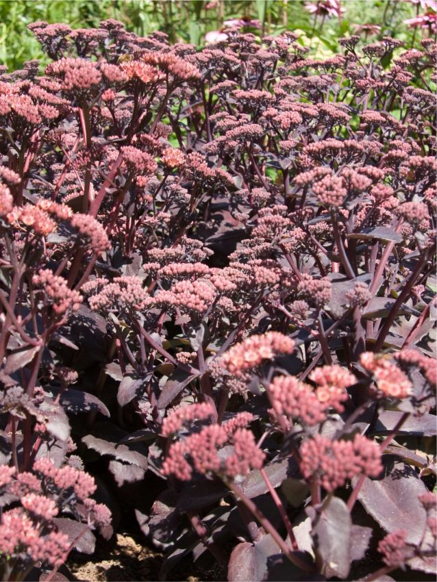 Sedum 'Purple Emperor' - Fetthenne, Mauerpfeffer