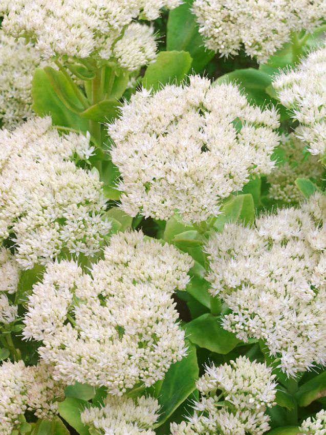 Sedum 'Spectabile Stardust' - Fetthenne, Mauerpfeffer
