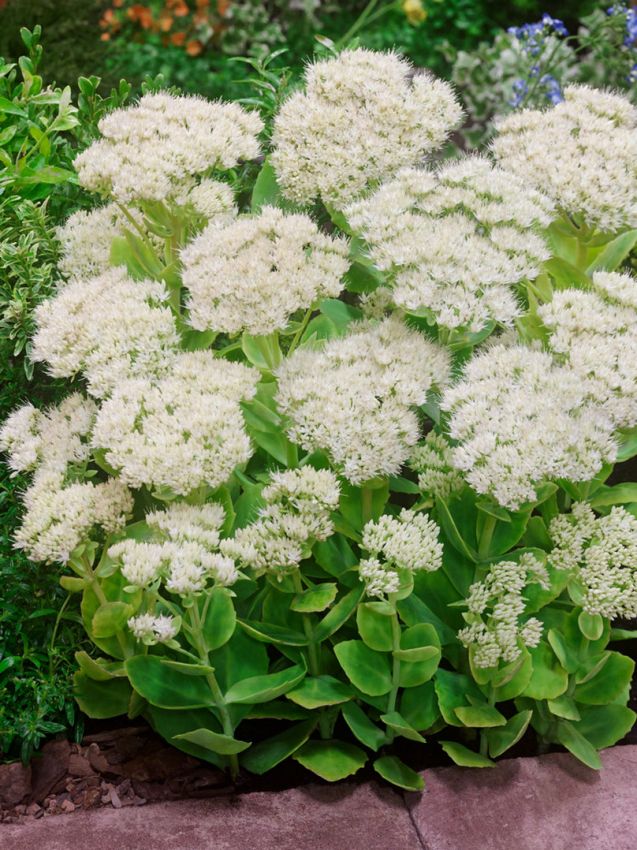 Mauerpfeffer Sedum spectabile stardust