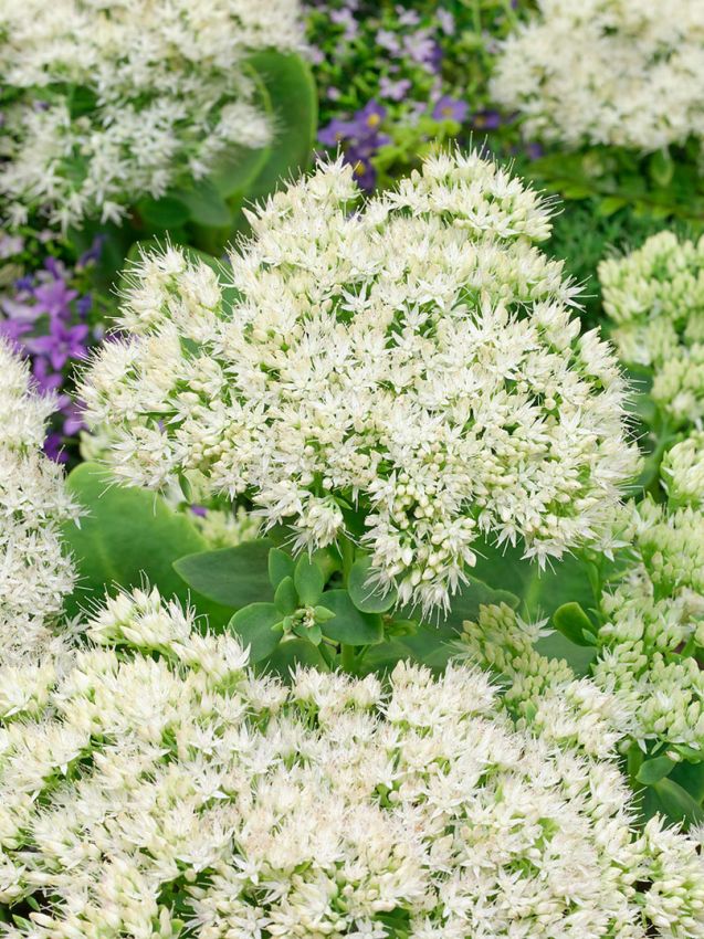 Sedum 'Spectabile Stardust' - Fetthenne, Mauerpfeffer