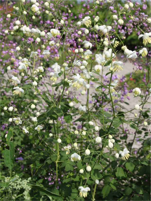 Stauden Thalictrum album delavayi
