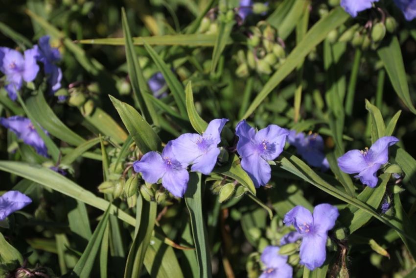 Dreimasterblumen Tradescantia charlotte