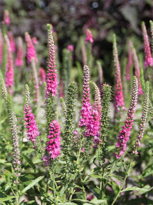 Stauden Veronica spicata rotfuchs
