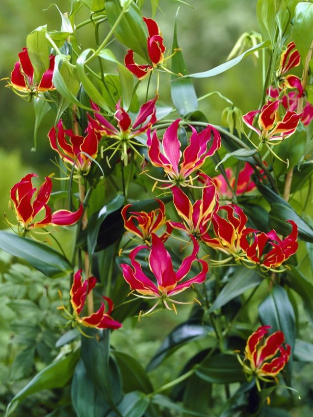 Ruhmeskrone Gloriosa rothschildiana superba