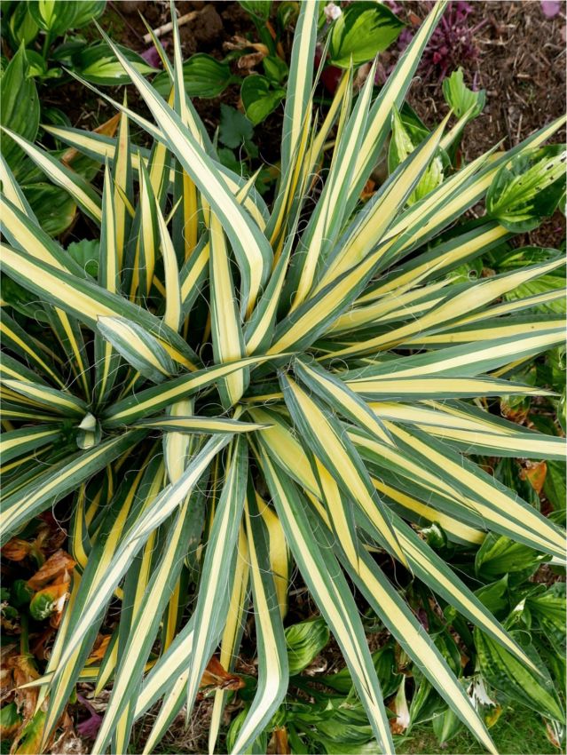 Stauden Yucca color guard filamentosa