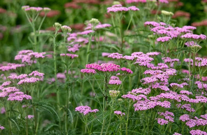 Achillea 'Cerise Queen' - Schafgarbe