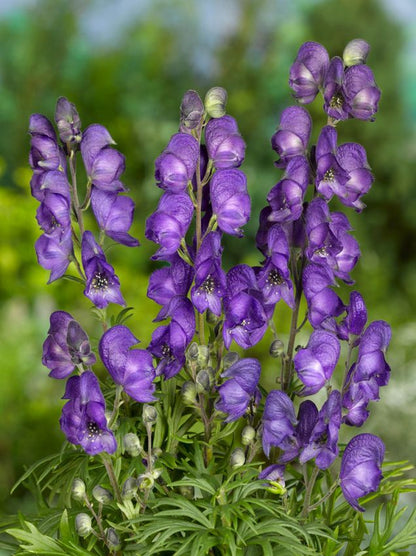 Eisenhut Aconitum napellus blau