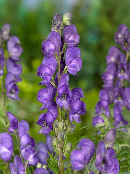 Aconitum napellus 'Blau' - Eisenhut