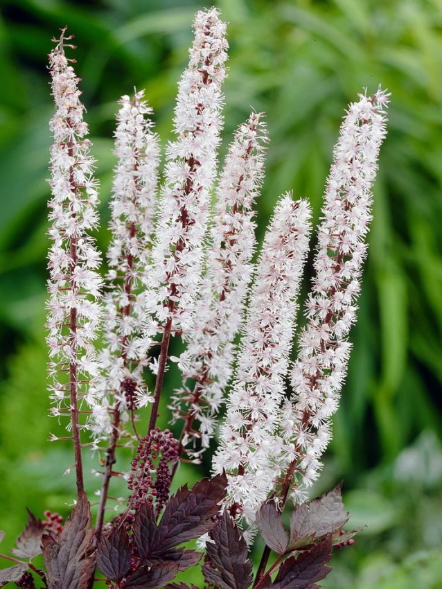 Stauden Actaea simplex brunette