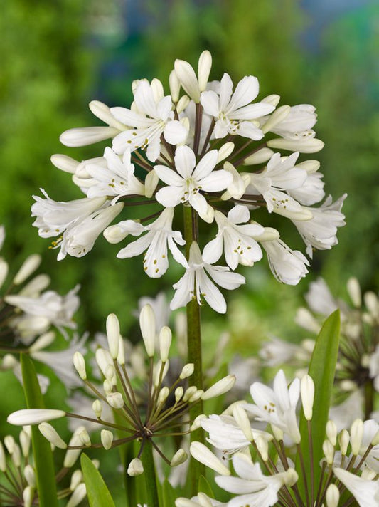 Schmucklilie Agapanthus africanus albus