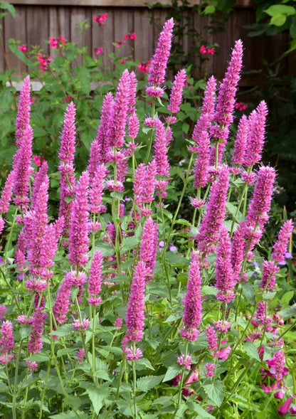 Agastache 'Danish Delight'