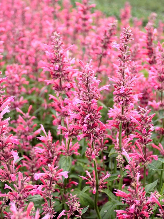 Stauden Agastache danish delight