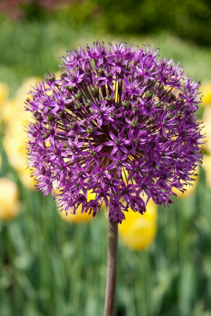 Allium 'Aflatunense Hollandicum' - Zierlauch