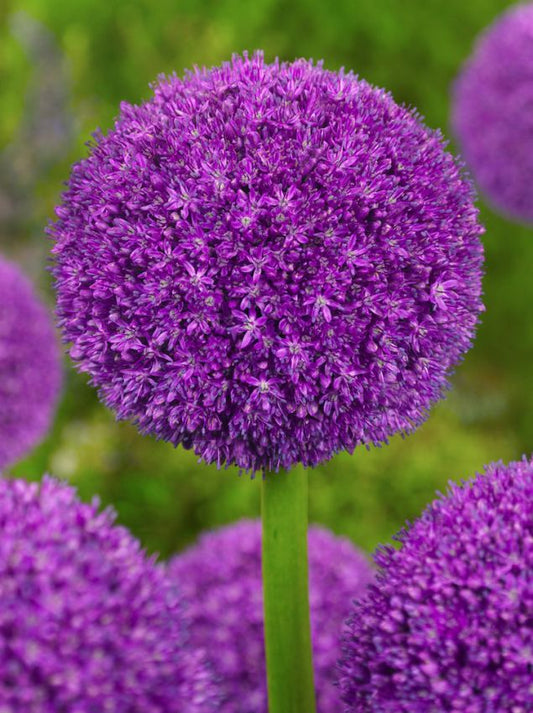 Zierlauch Allium ambassador