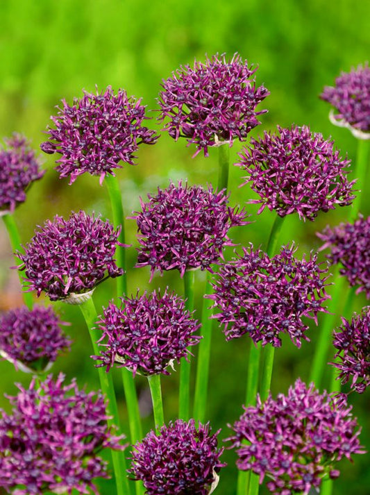 Zierlauch Allium atropurpureum