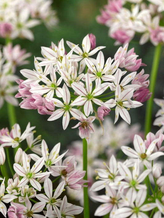 Zierlauch Allium cameleon