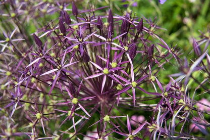Allium 'Christophii' - Zierlauch