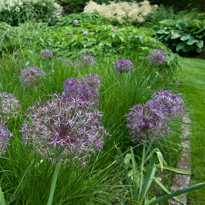 Allium 'Christophii' - Zierlauch