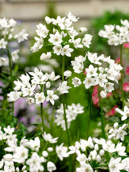 Zierlauch Cowanii