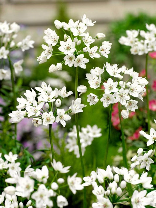 Zierlauch Cowanii