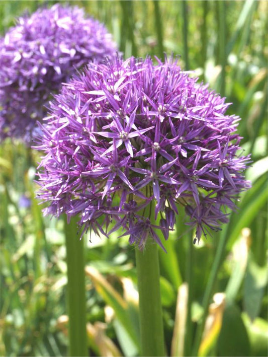 Zierlauch Dutchman