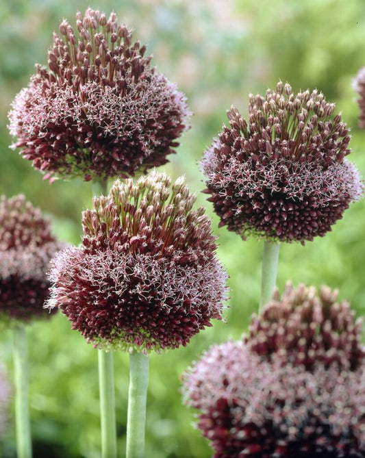 Zierlauch Allium forelock