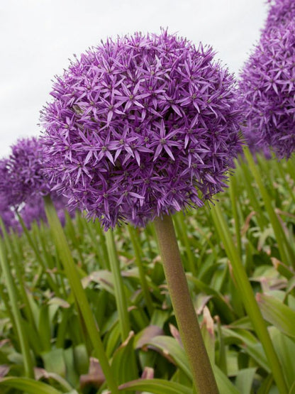 Allium 'Globemaster' - Zierlauch