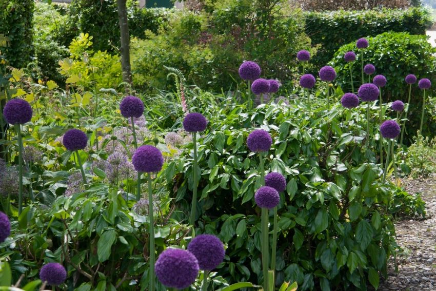 Allium 'Globemaster' - Zierlauch