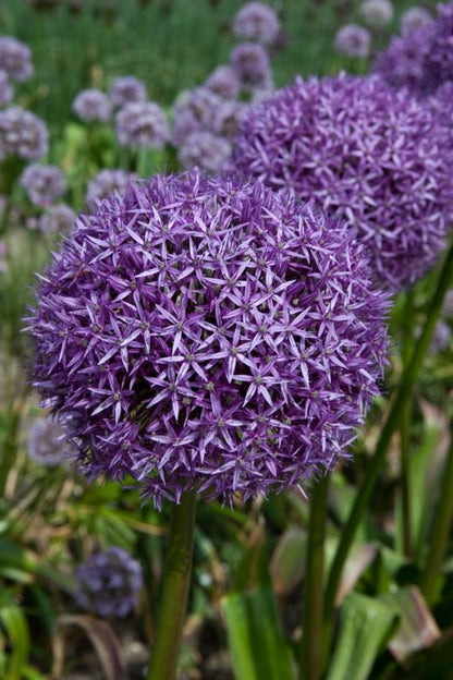Allium 'Globemaster' - Zierlauch