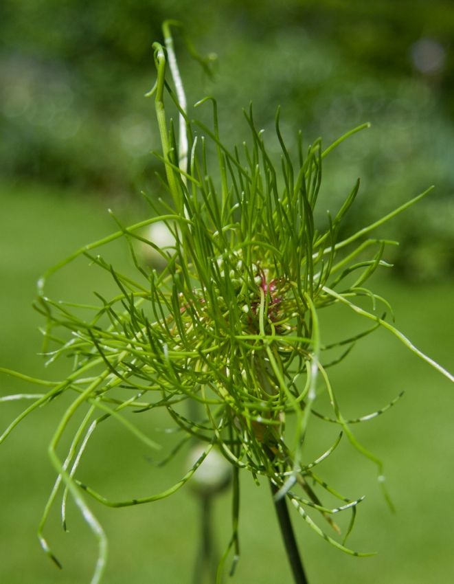 Allium 'Hair' - Zierlauch