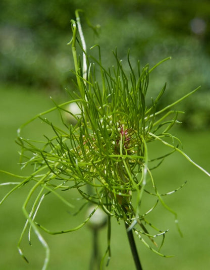 Allium 'Hair' - Zierlauch