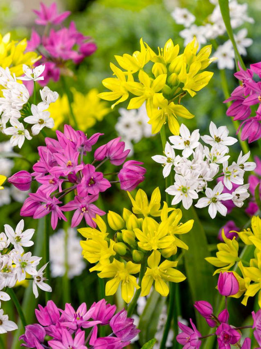 Zierlauch Allium  mischung kleinblütig
