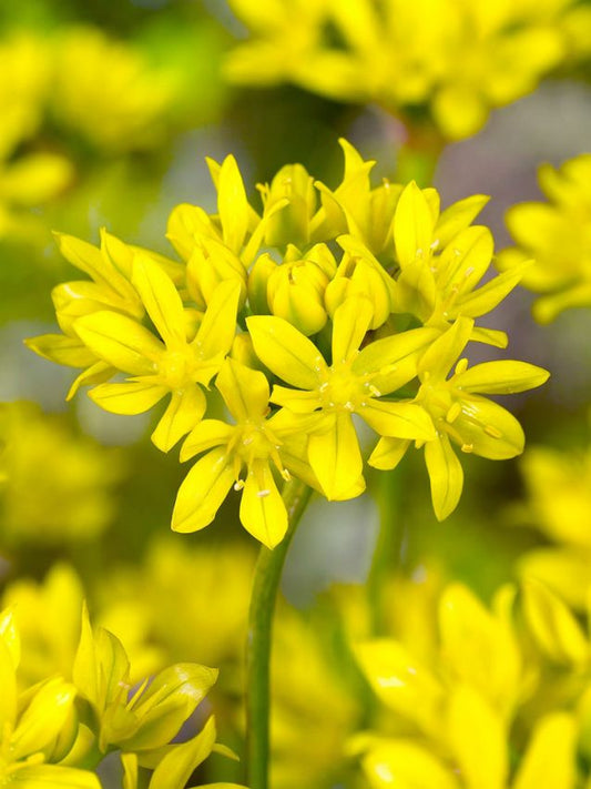 Zierlauch Allium moly luteum