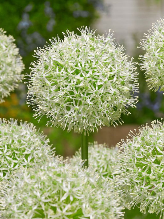 Zierlauch Allium mount everest
