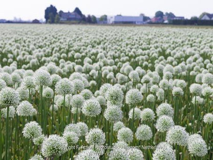 Allium 'Mount Everest' - Zierlauch