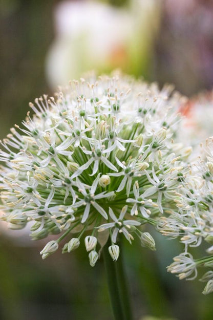Allium 'Mount Everest' - Zierlauch