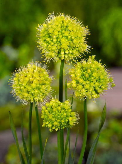 Zierlauch Allium obliquum