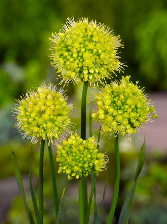 Zierlauch Allium obliquum